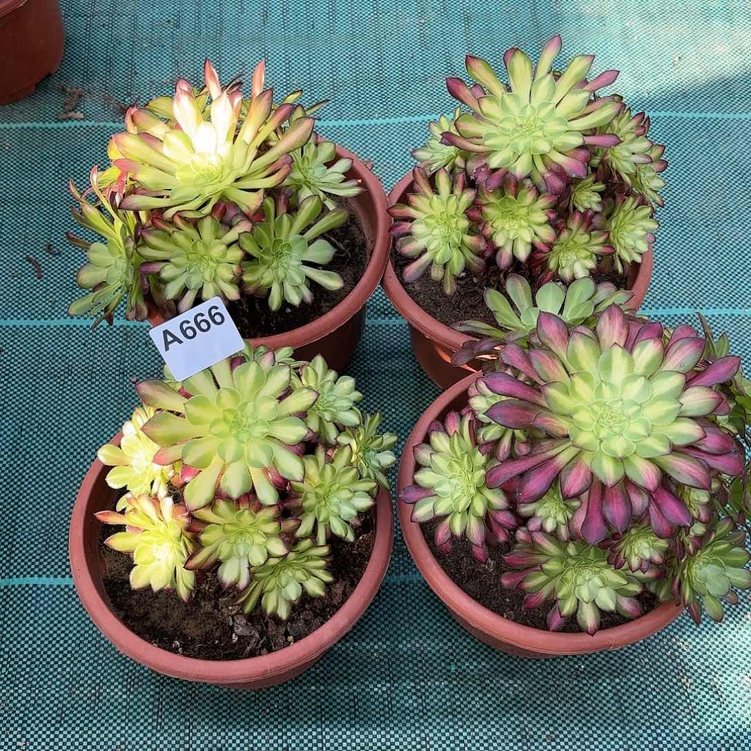 多肉法师冰铜666