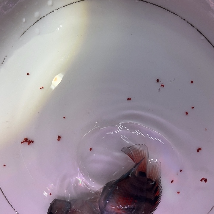 鹦鹉鱼迷你鹦鹉鱼