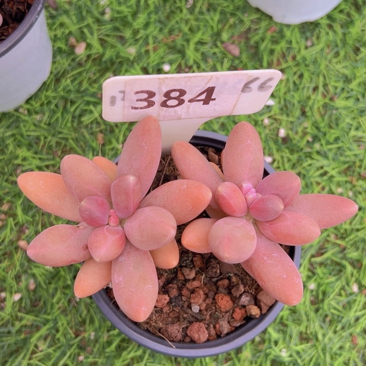 健健康康平平安安