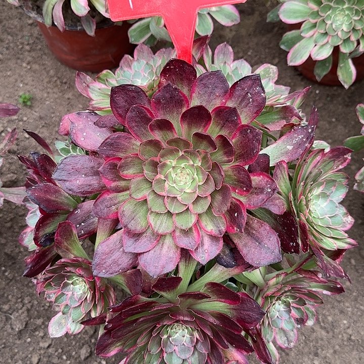 1-2莲花座多肉法师