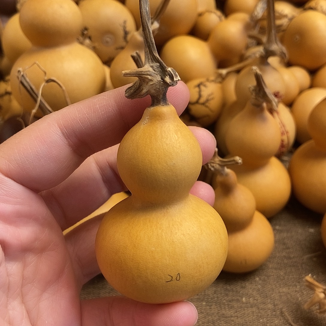 文玩葫芦 完美主义者 慎拍20