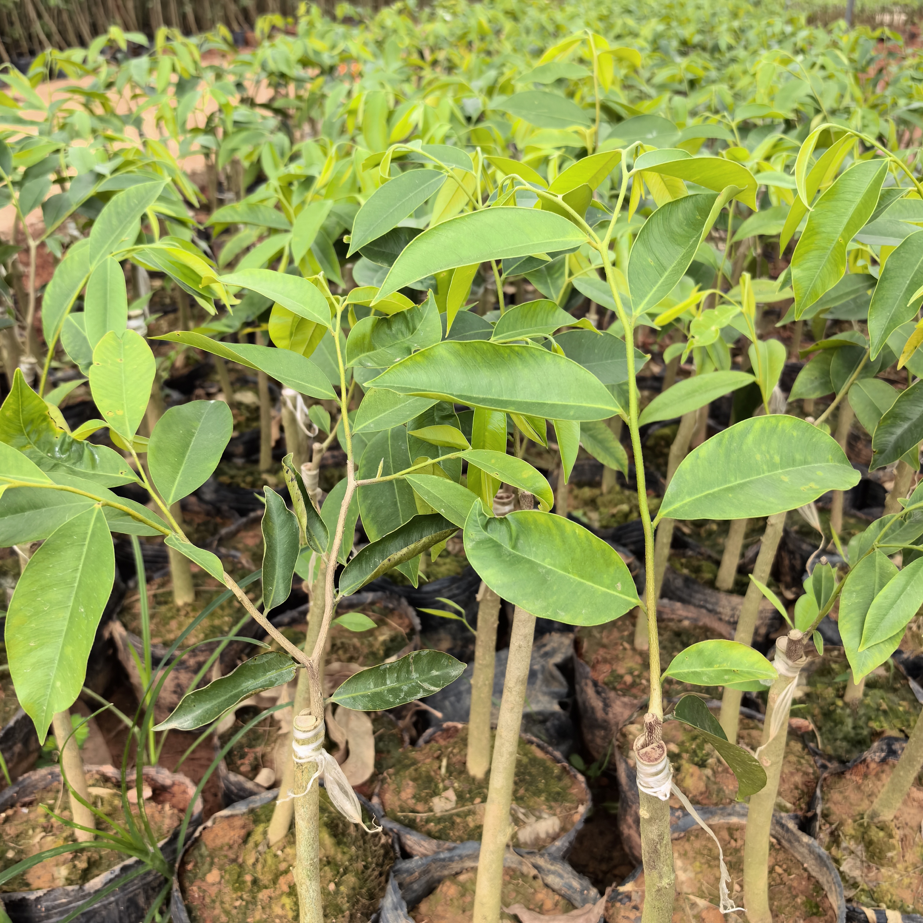 正宗国香虎斑2号，自然结香
