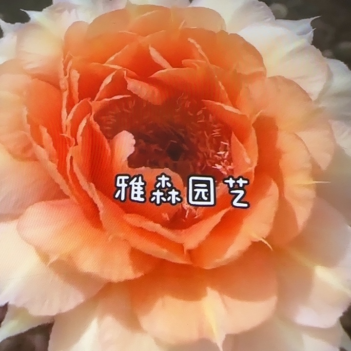 雅森149号自根球，有侧优先发货