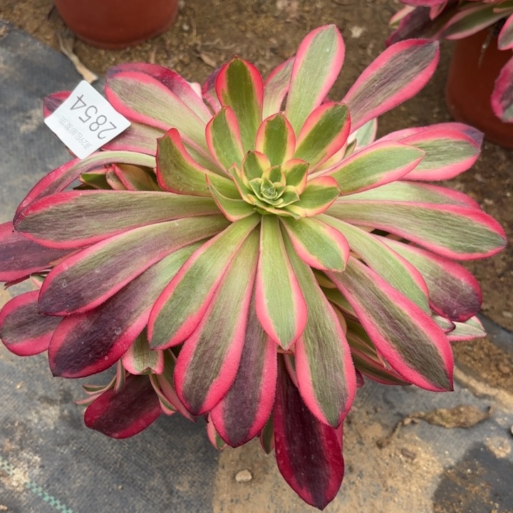 美杜莎多肉法师2854