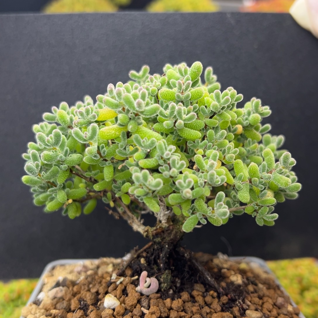 dy5659提根造型桩精控老桩翡翠冠幅8.5cm