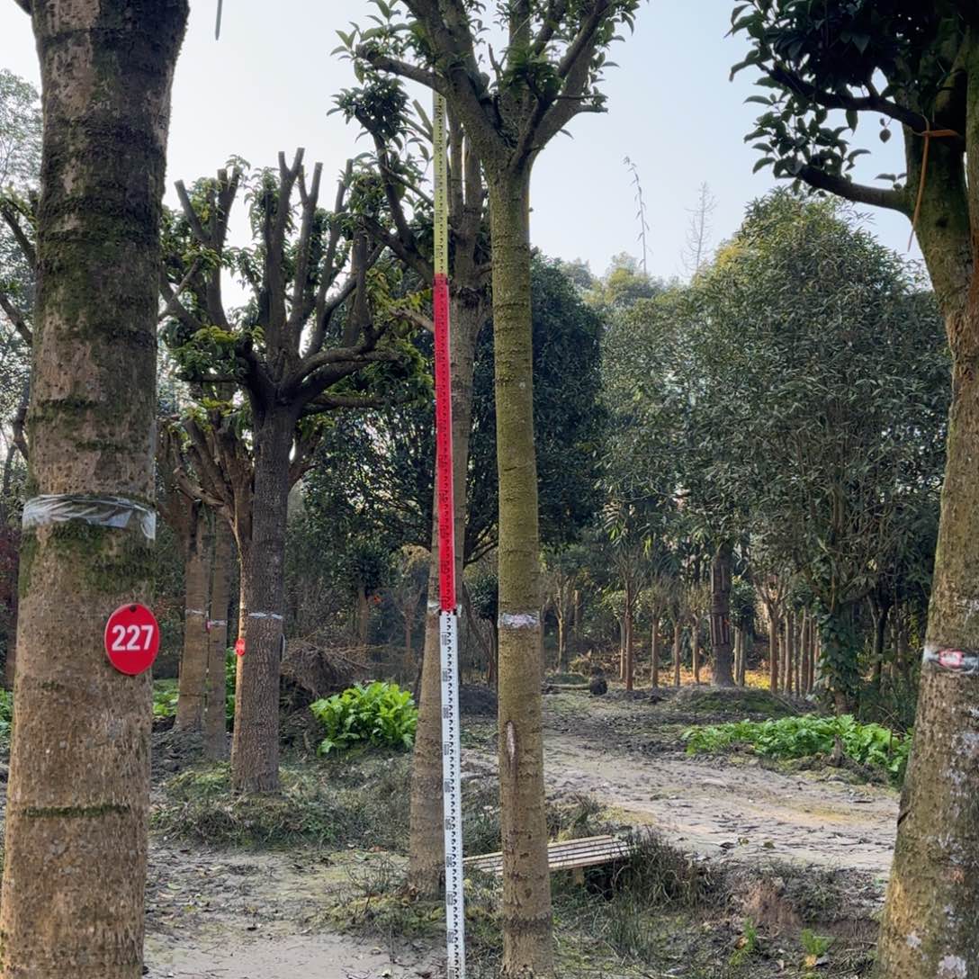 当前无花栽培后可以开花特价商品 无售后