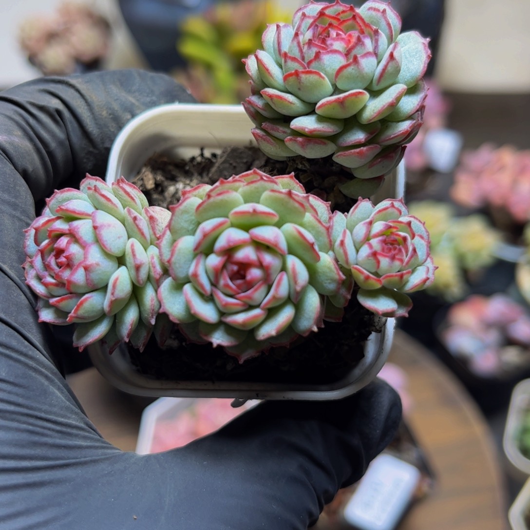 129彩虹奶7厘米多肉