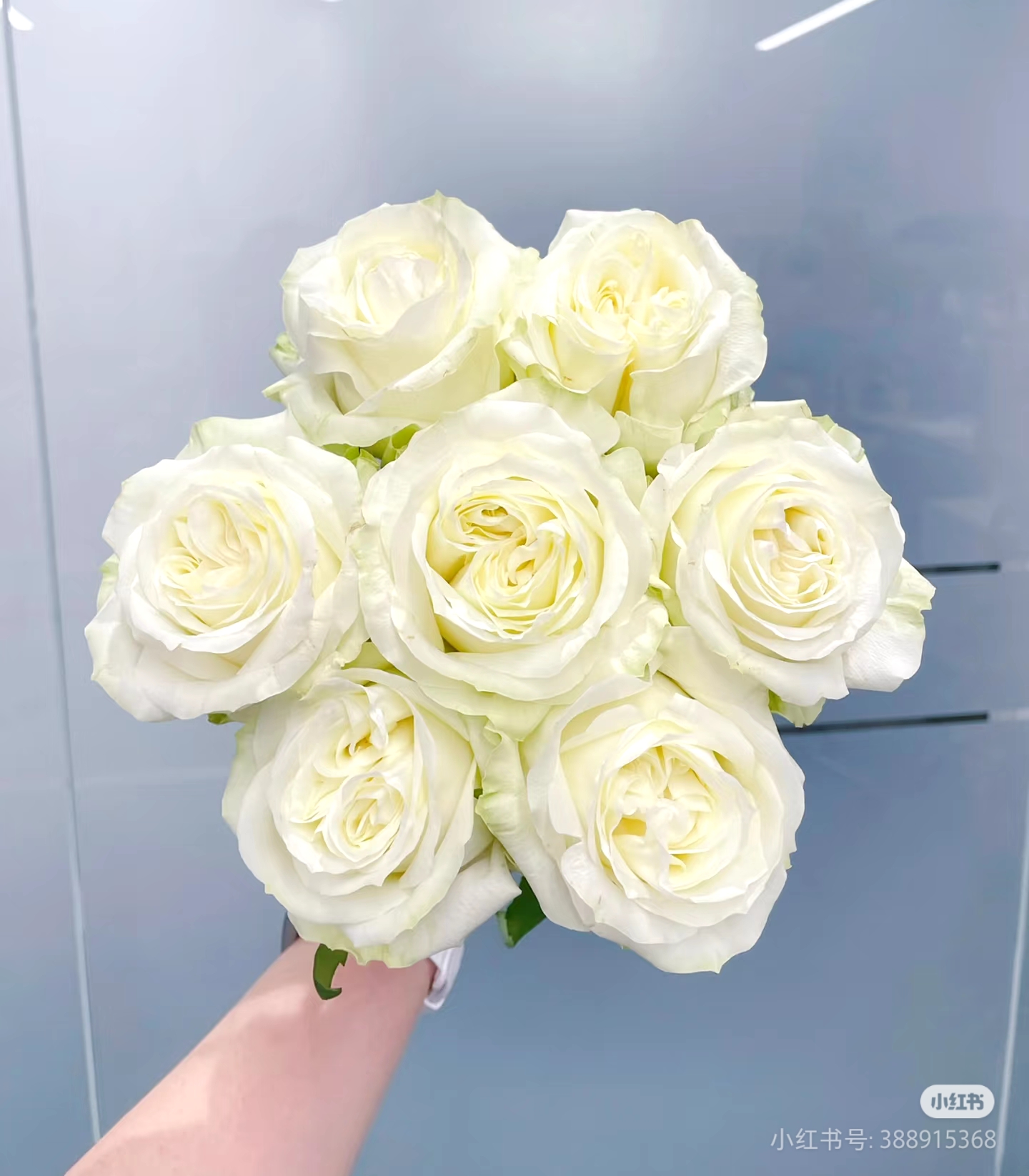 【白荣耀】四季开花