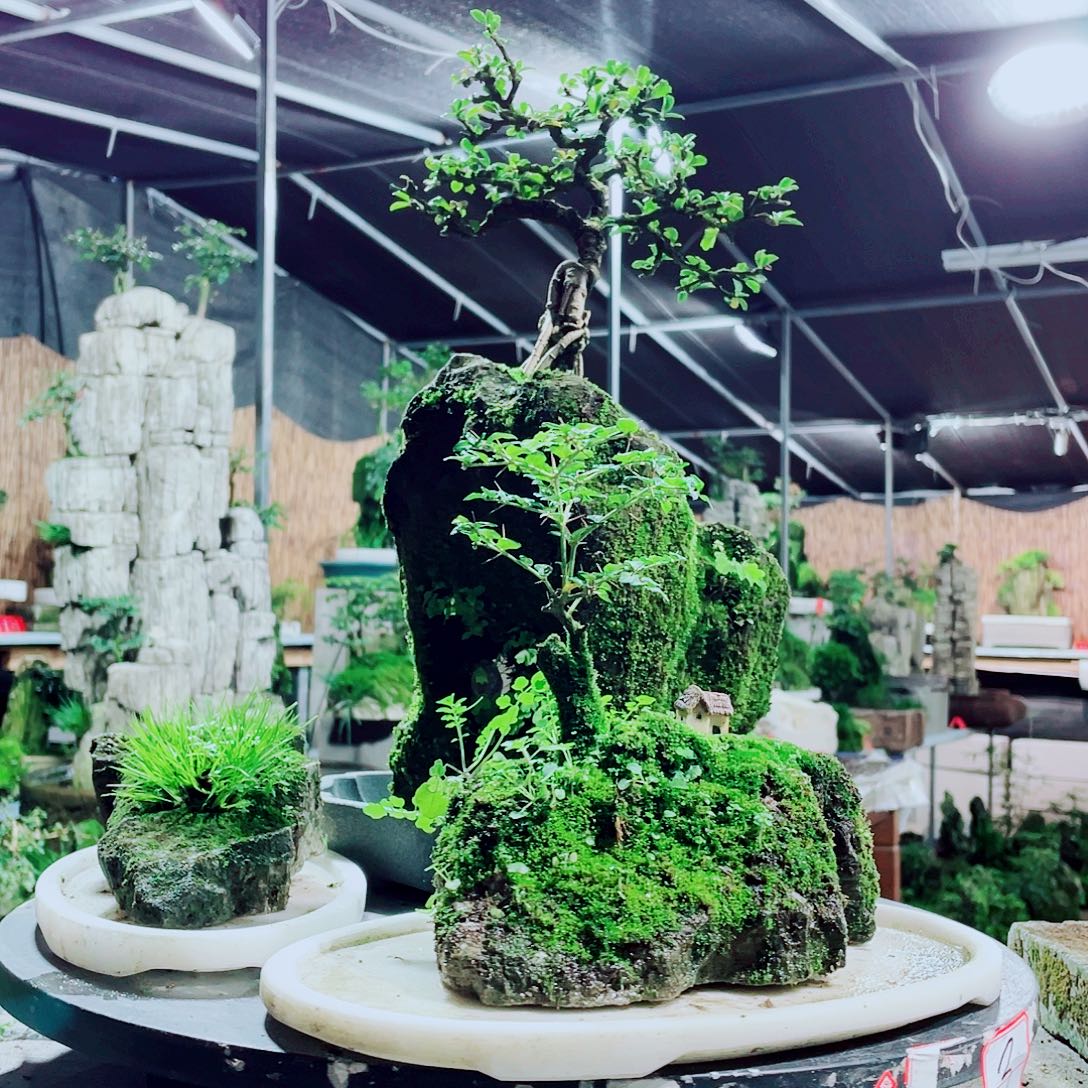 无花朵新品发布的时候也很好看哦