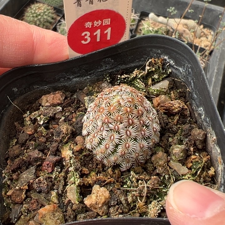 密刺红花克氏丸一棵仙人球