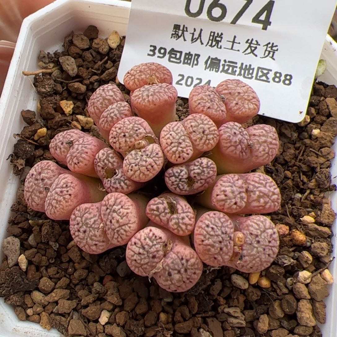 0674号 鸟多肉植物