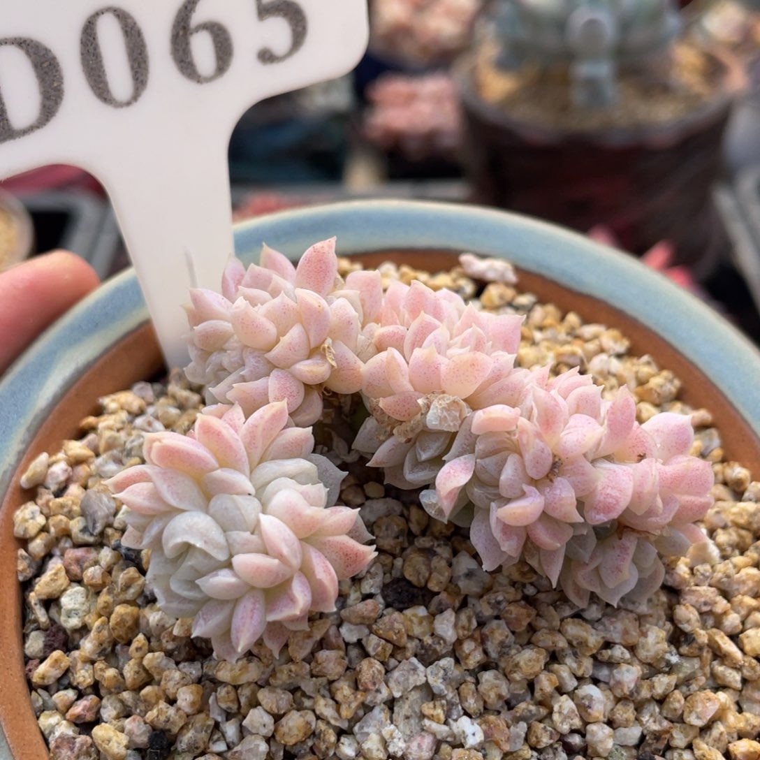 065白月影缀不带盆6厘米