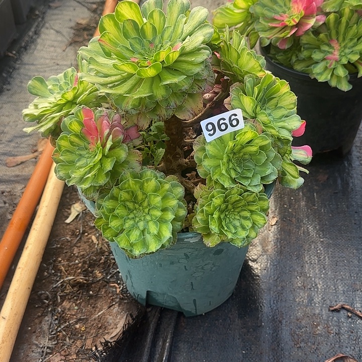 安***丽精品多肉植物0966