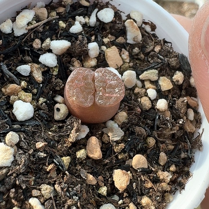 老马生石花磁铁836