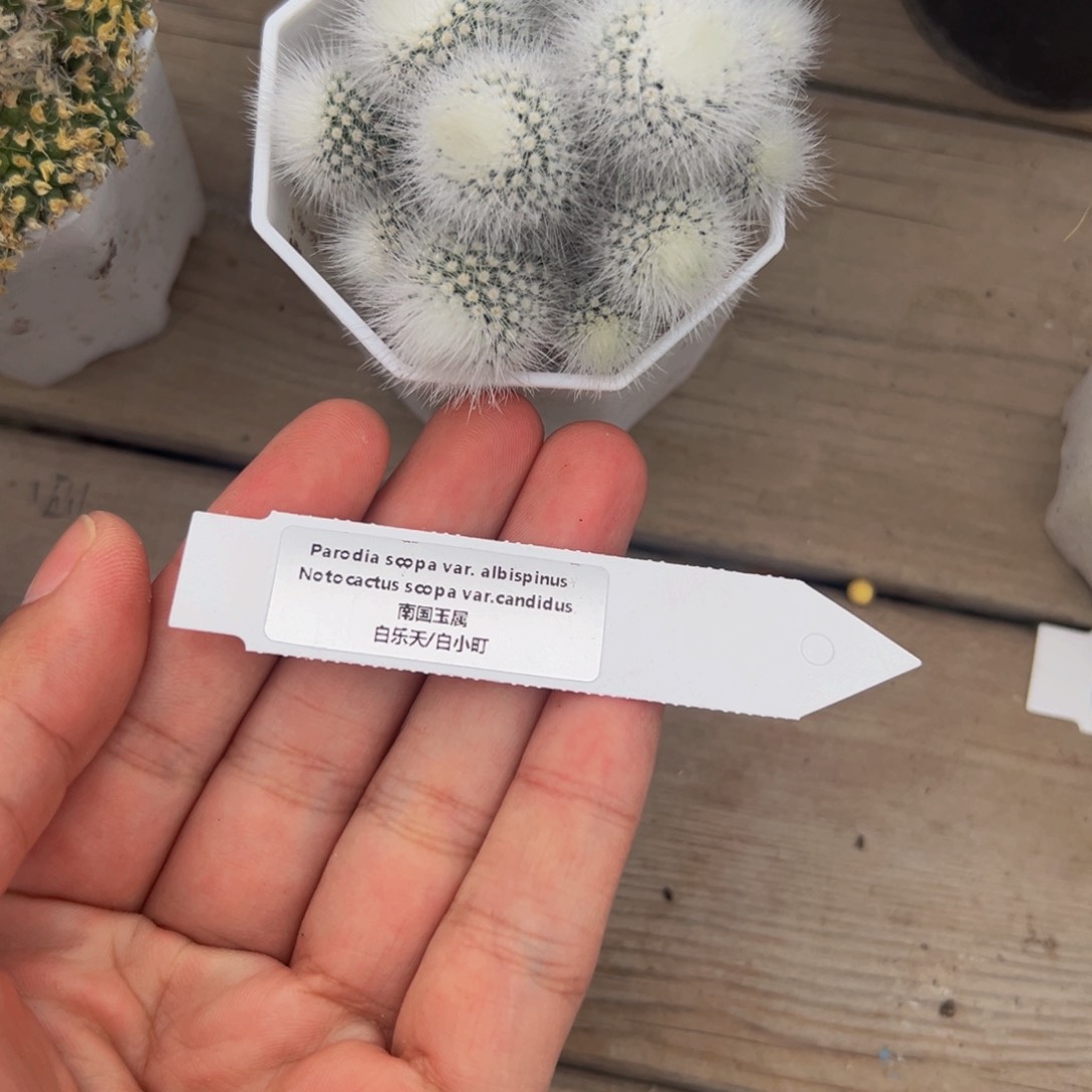 327实生根多肉植物裸根发货