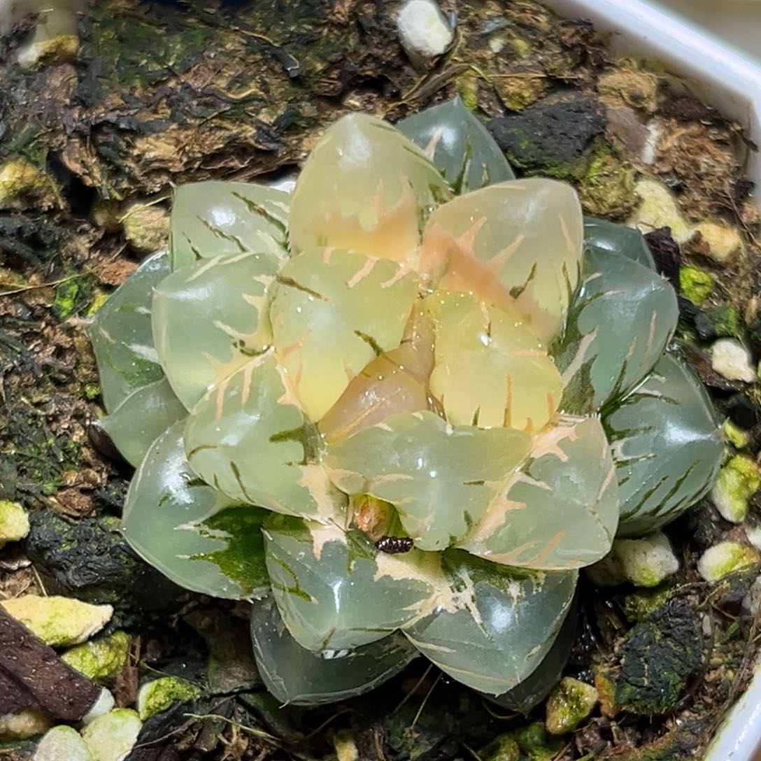 恭喜发财大吉大利0315