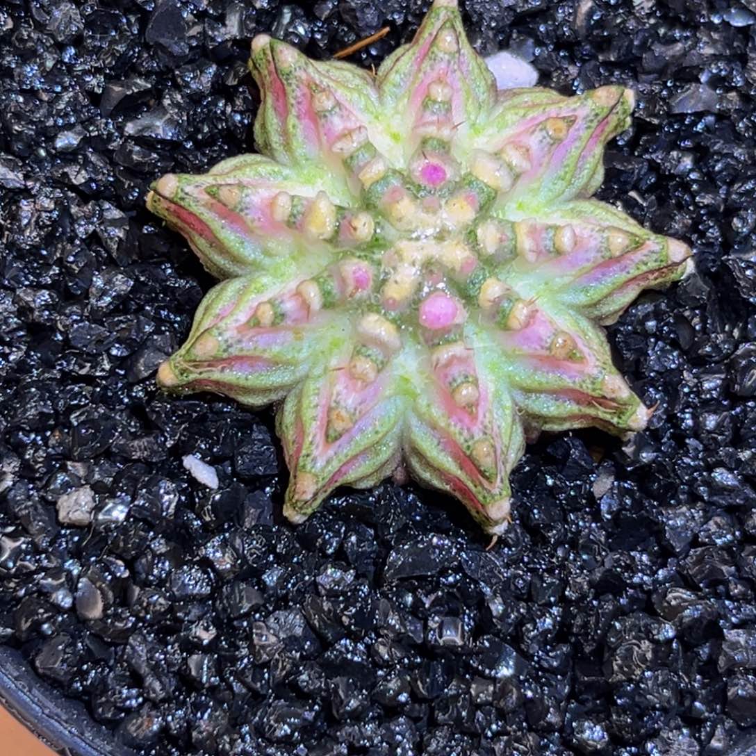 美到发光 轮回海神 米哈仙人球