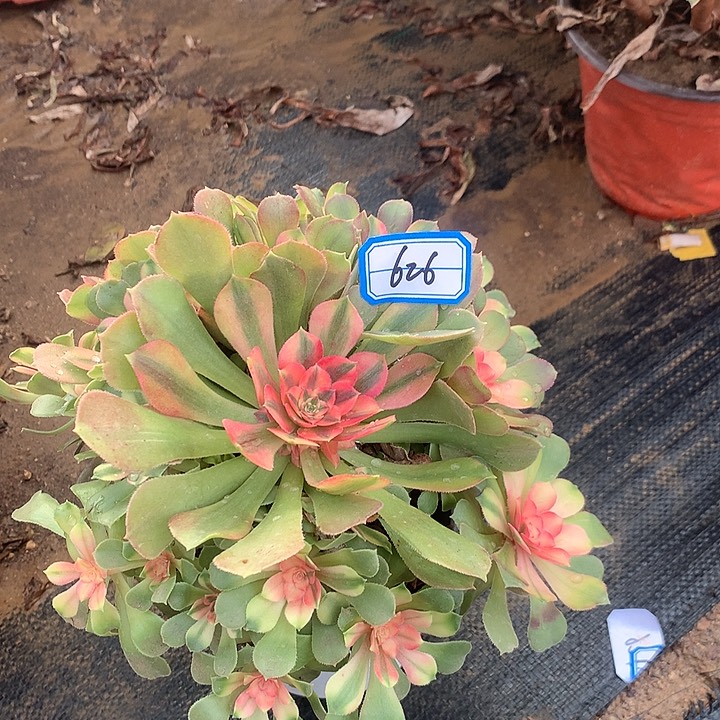 羞多肉植物626多肉