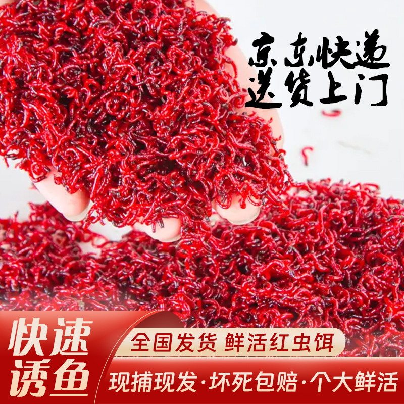 直播福利【京东包邮】送货上门全国1-2天鲜活红虫特大虫皇红虫活饵