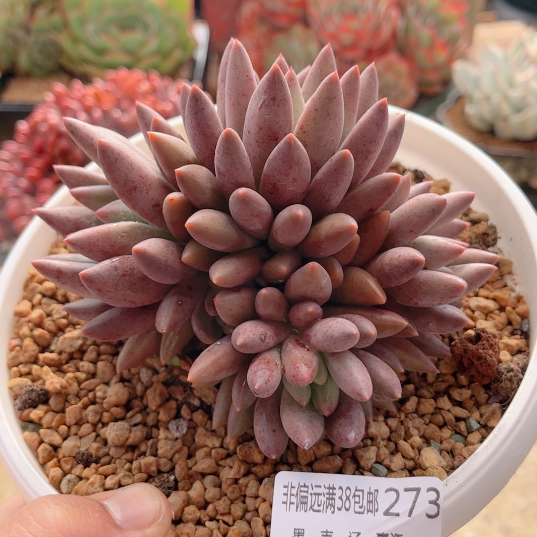 273胖体红蜻蜓德华多肉