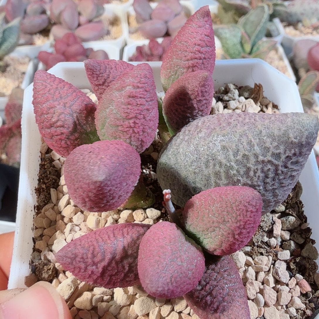 粉核桃            