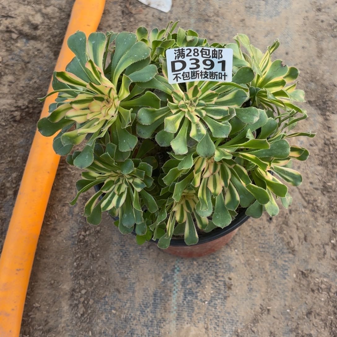 K. 391锦如云有砍多肉11223