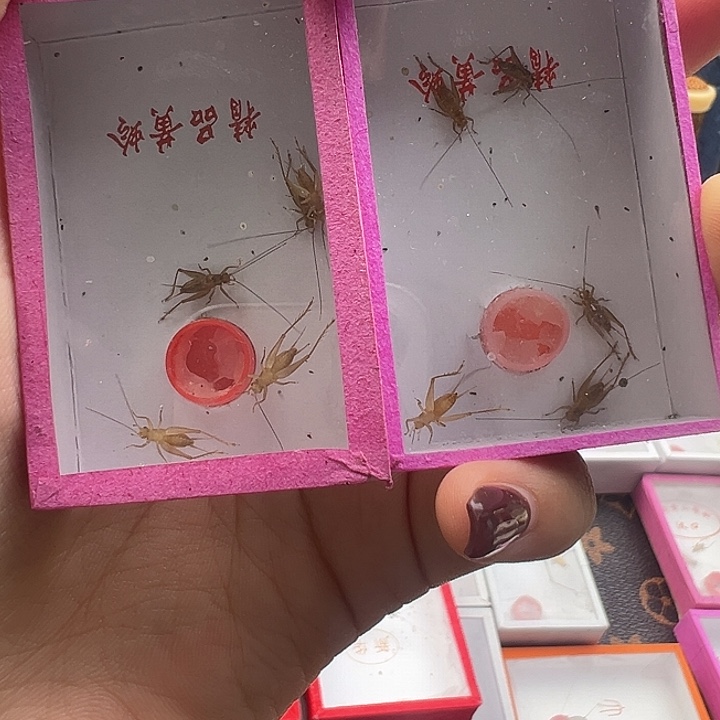 小黄蛉两盒…………………