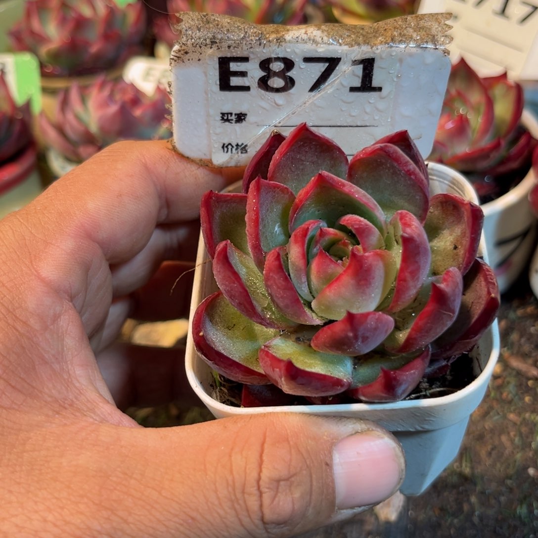 惊鸿一瞥871号多肉葡萄