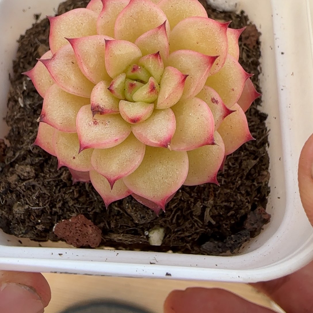 一物一拍麦秆珍妮04179