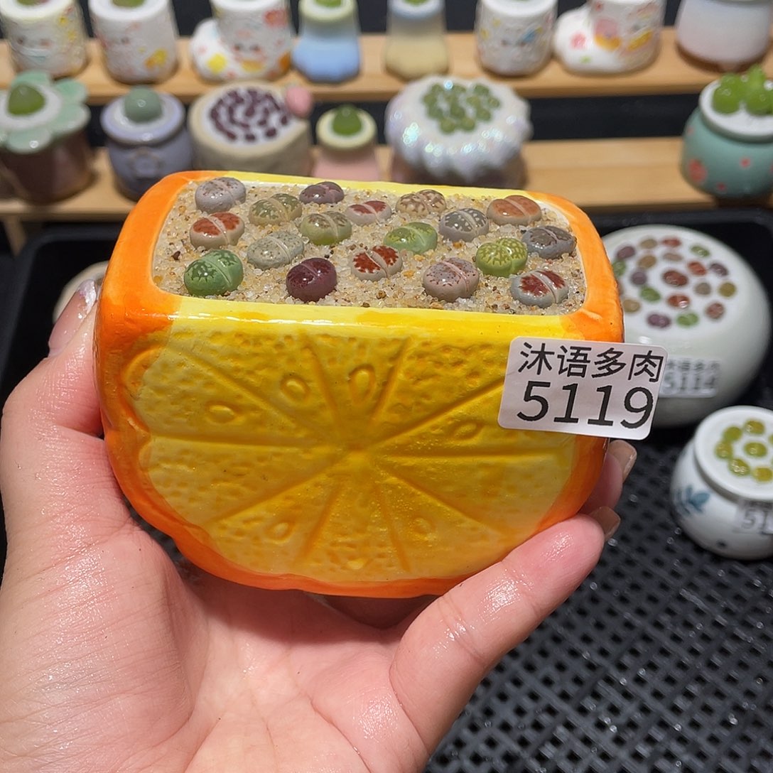 带盆土植物一物一拍5149