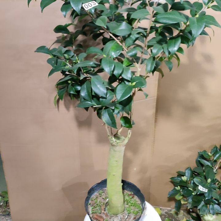 03酒中花，原盆原土发货，不包邮