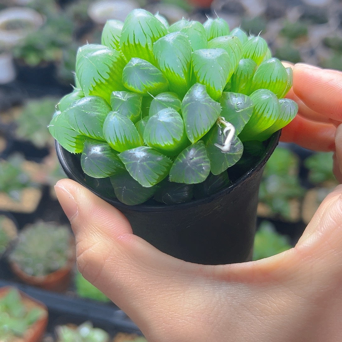 万象盆绿泡泡玉露