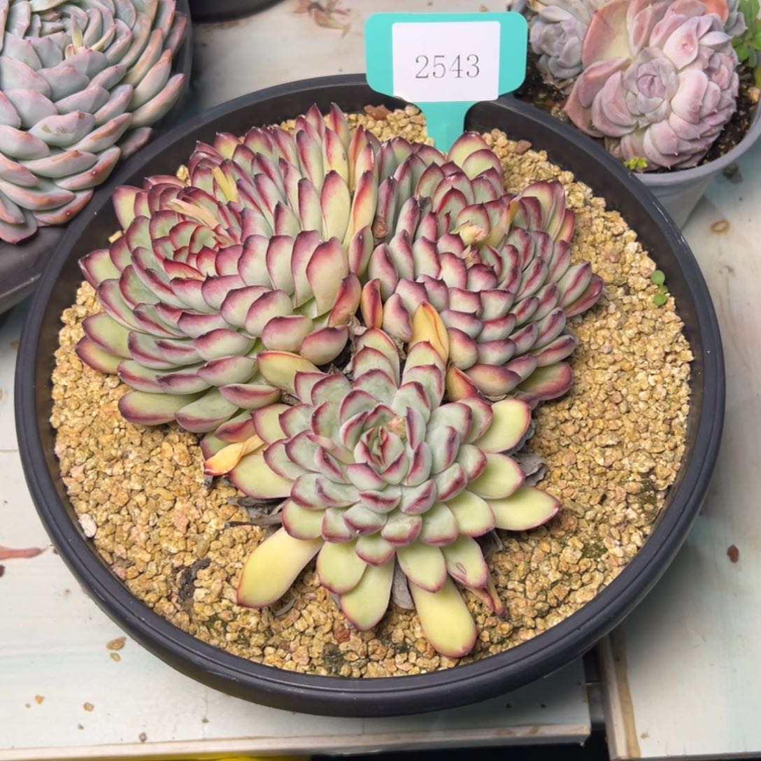 柔*2543多肉多多多多多