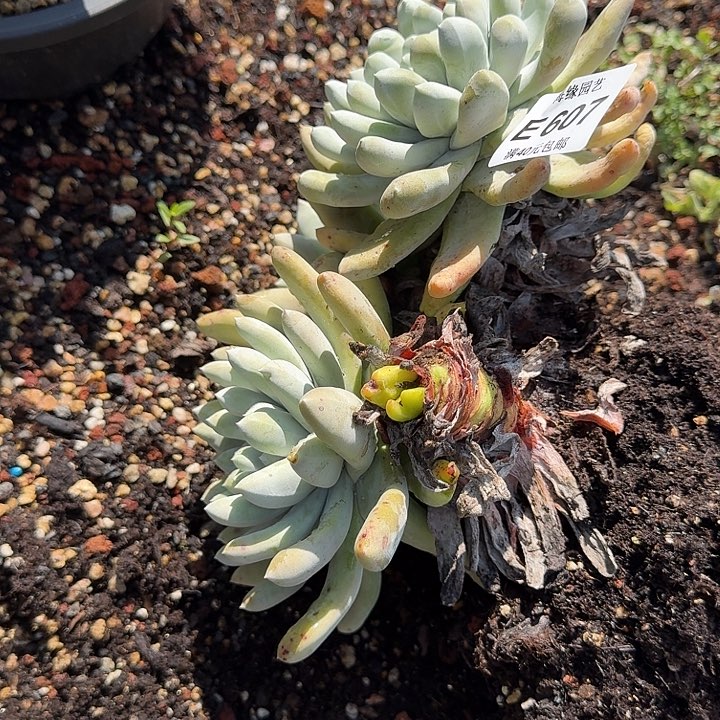 冷**霜拇指多肉植物