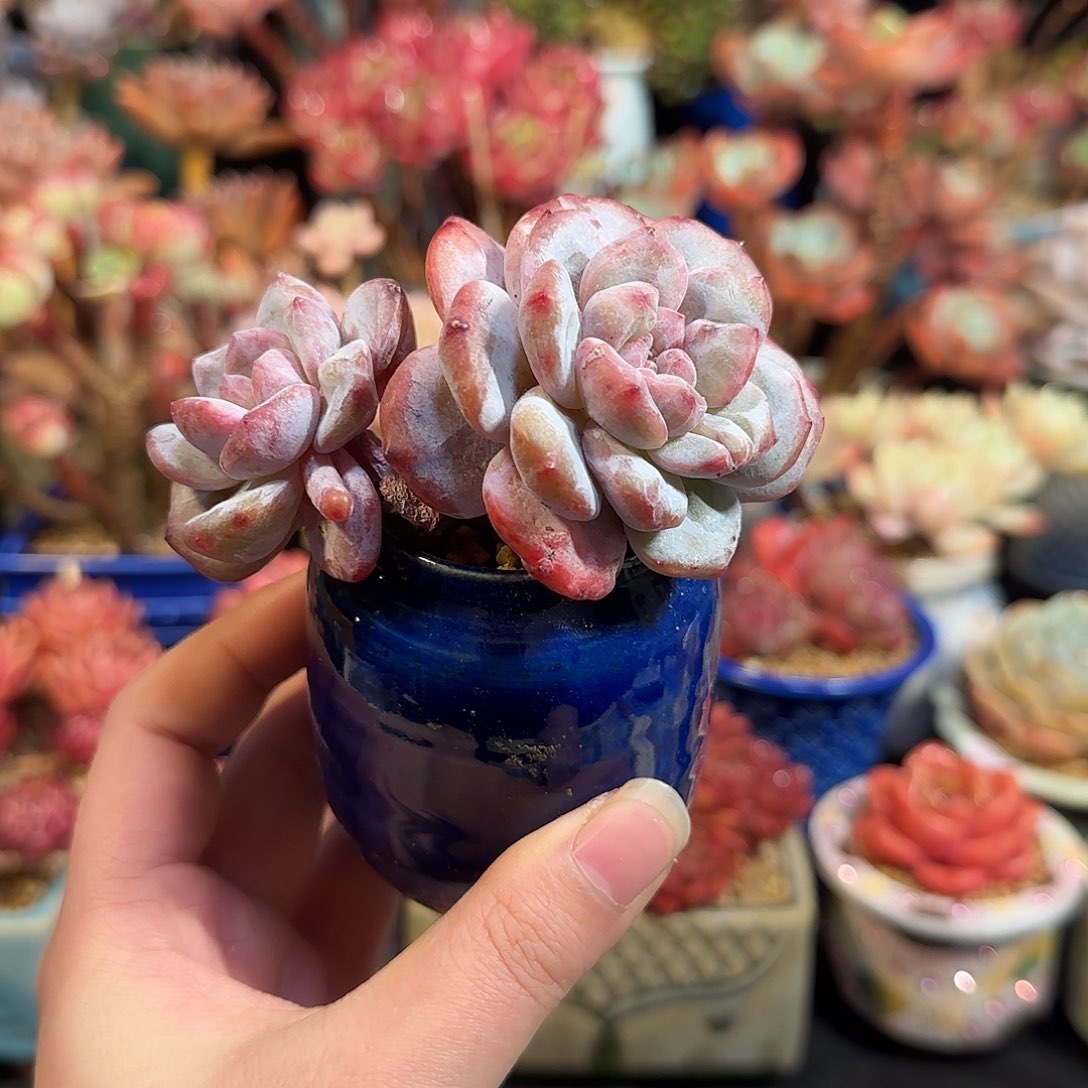 梦露石化9cm左右带盆土