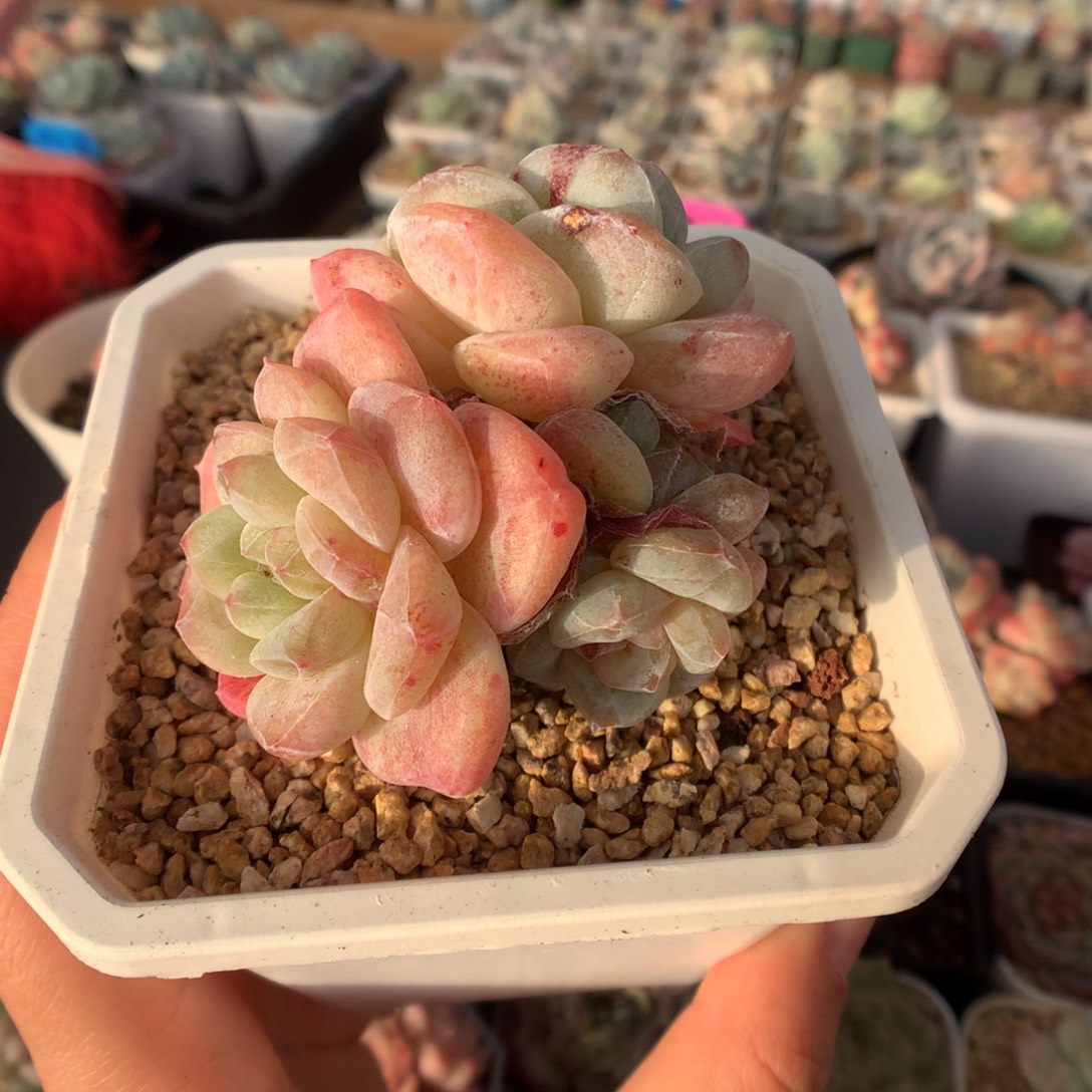 四头冰玉石化私藏多肉