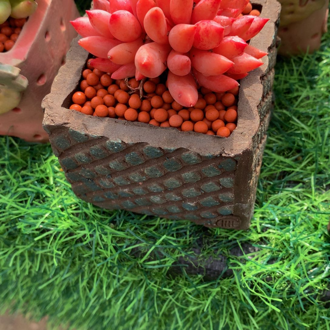 吞***吐盆多肉植物62626377373