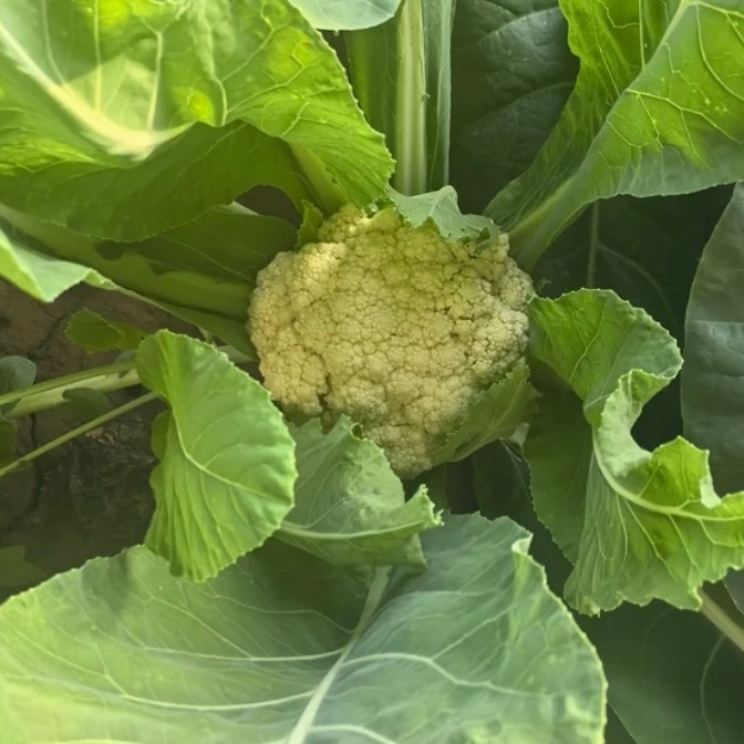 散菜花农家自种新鲜采摘2斤/3斤京东快递次日达散菜花