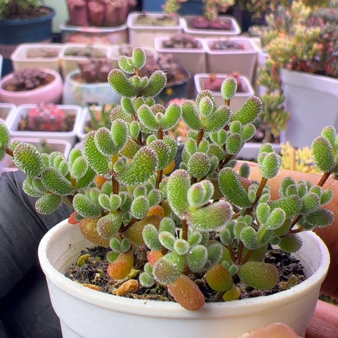 多肉植物枝干翡翠