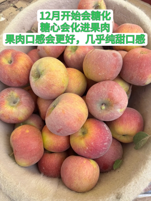 东北东北东北内蒙内蒙内蒙加保温棉地区·阿克苏红旗坡苹果