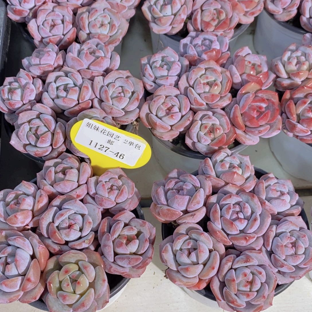 1127-46-福利石榴籽星影单头一盒