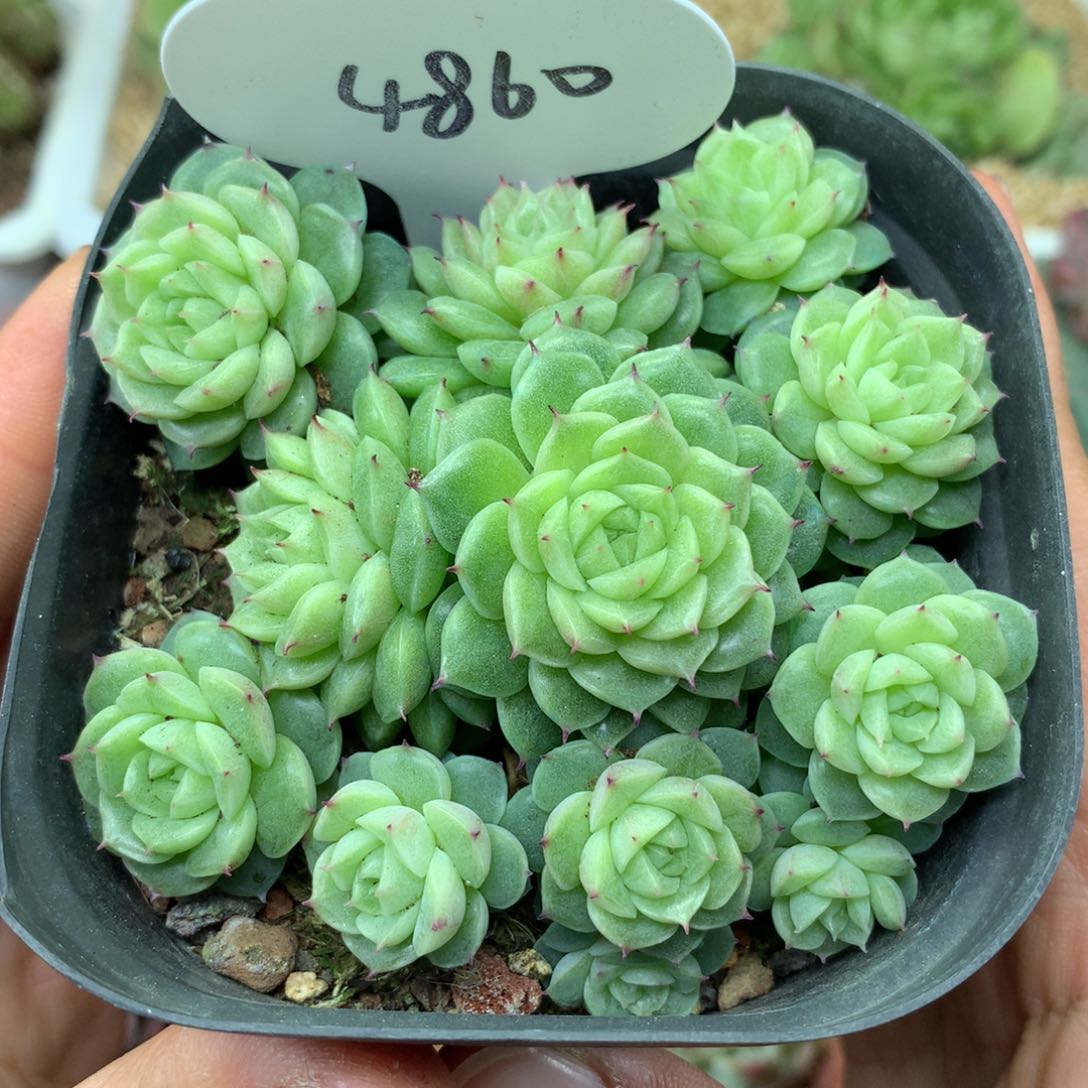 定繁珍妮麦秆群4860