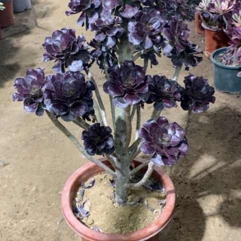 950圆叶红酒杯1245677889