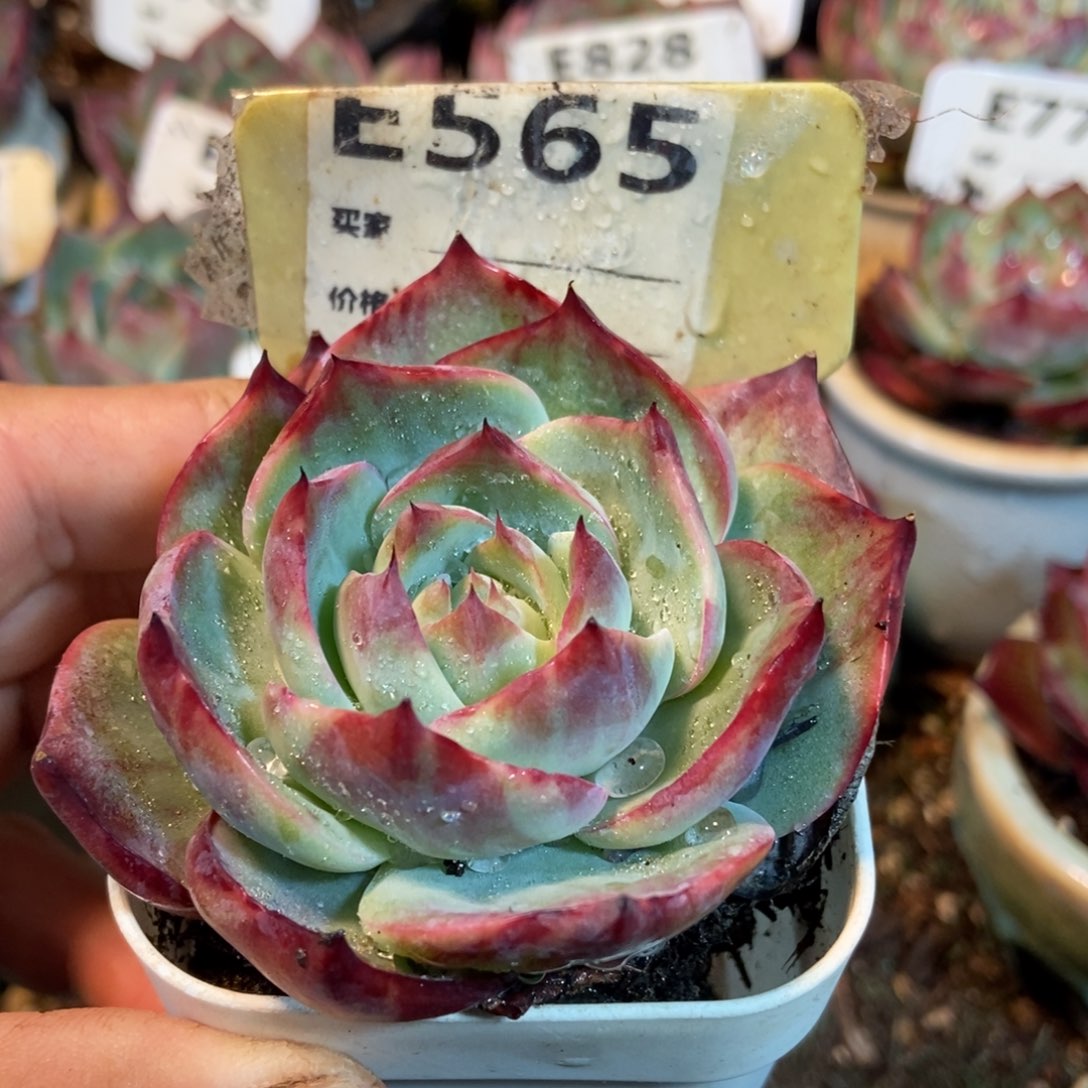 惊鸿一瞥一瞥565号楼