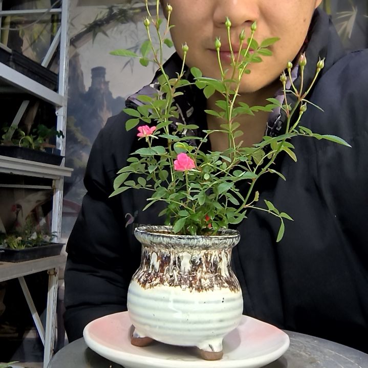 穷****面中青园艺一物一拍花428