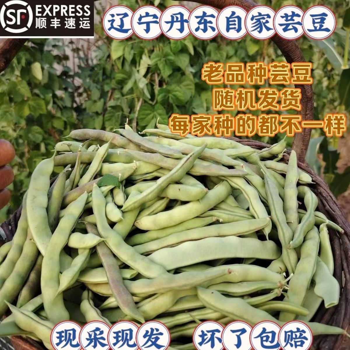 农村自家芸豆紫豆一点红白芸豆四季豆九月青开锅烂老品种随机顺丰