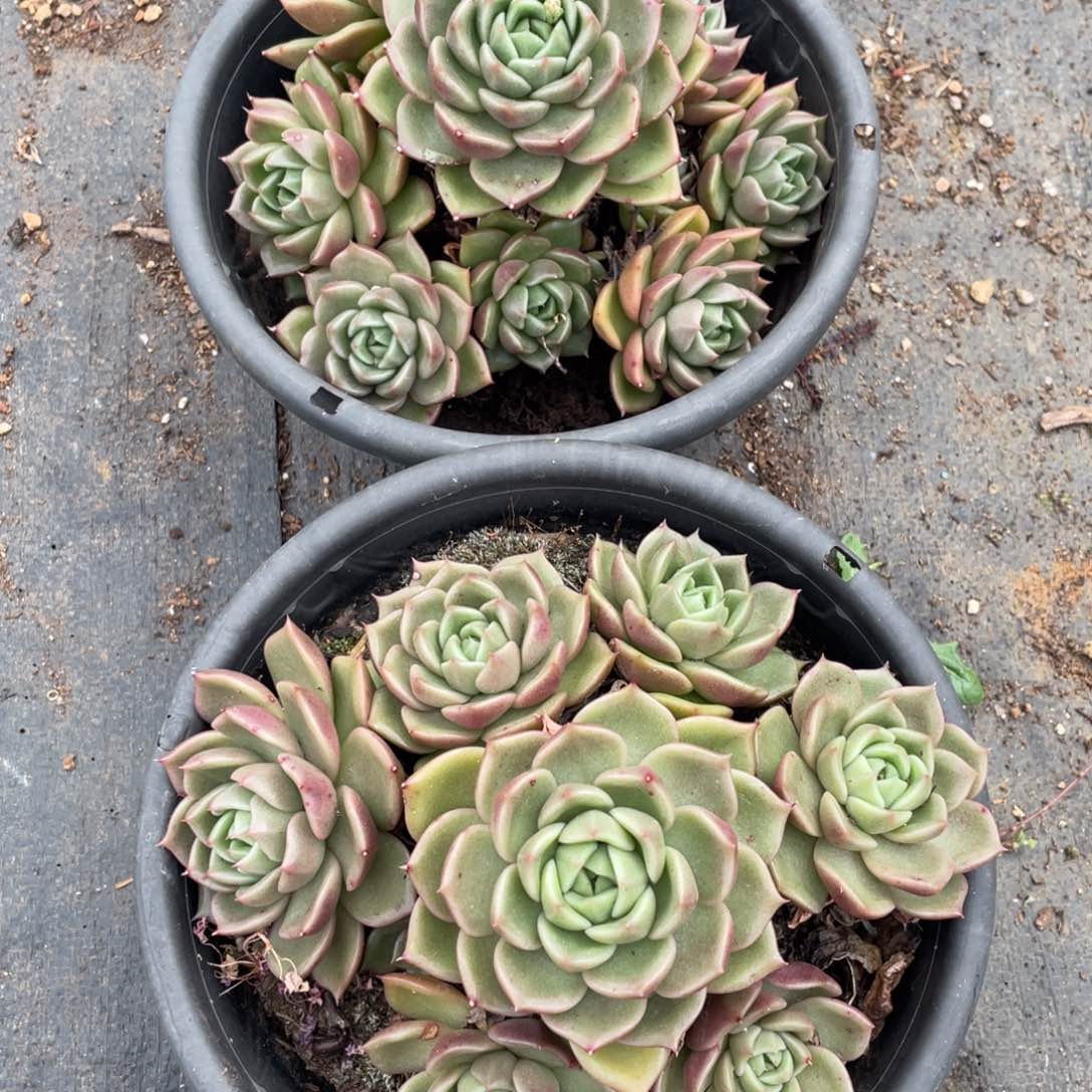 一物一拍 白玫瑰两棵