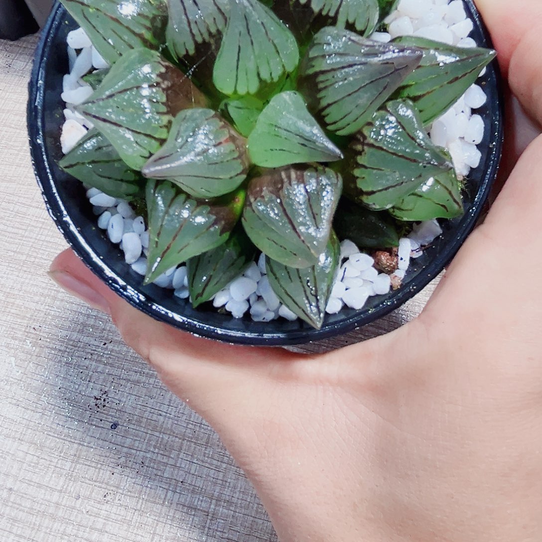 母本西瓜寿多肉植物
