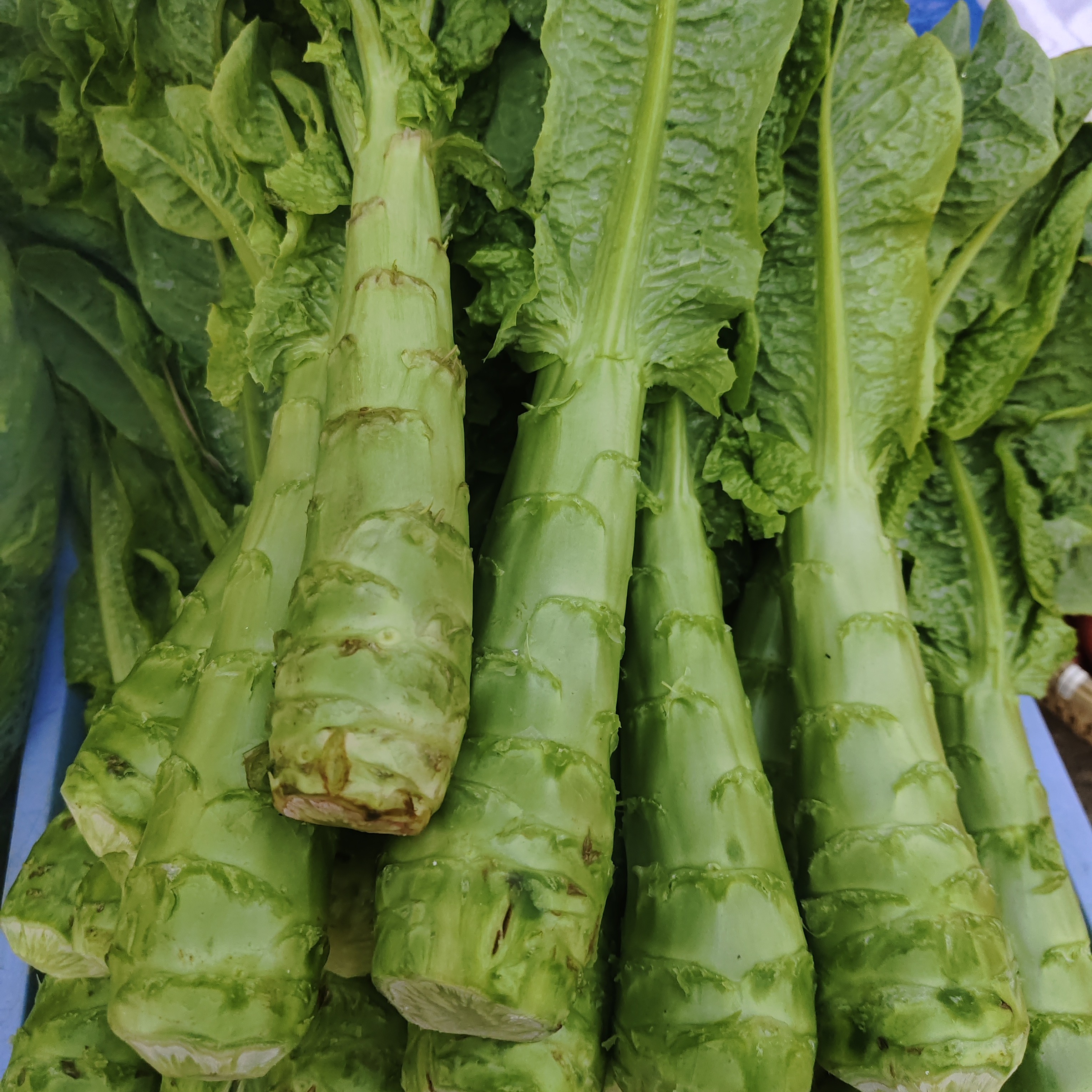 贵州高山莴笋绿肉耐热耐寒高产尖叶蔬菜农家自种香莴笋