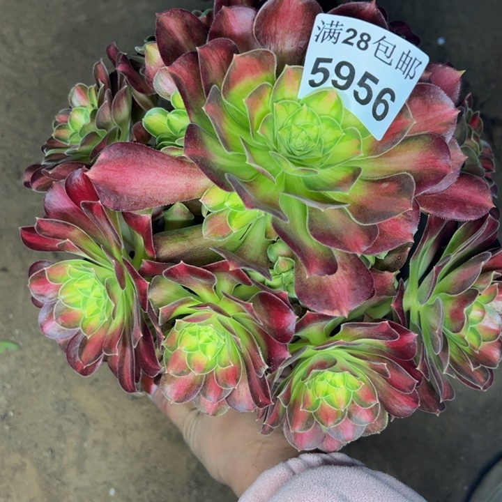 5956韶华多肉植物